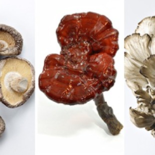 Mushroom composite